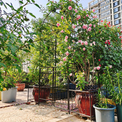 Metal Garden Arch with Gate 79.5'' Wide x 86.6'' High Climbing Plants Support Rose Arch Outdoor Black