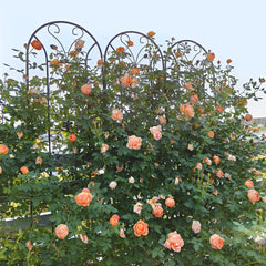 2 Pack Metal Garden Trellis 86.7" x 19.7" Rustproof Trellis for Climbing Plants Outdoor Flower Support Peacock Style Black