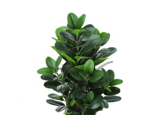 Artificial Plant, 31" Tall, Garcinia Tree, Indoor, Faux, Fake, Floor, Greenery, Potted, Real Touch, Decorative, Green Leaves, White Cement Pot