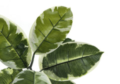 Artificial Plant, 52" Tall, Rubber Tree, Indoor, Faux, Fake, Floor, Greenery, Potted, Real Touch, Decorative, Green Leaves, Black Pot