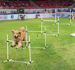 Dog Agility Training Equipment for Dog Agility Course