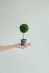 S/3 D3.5x9.5" Mini Faux Potted Boxwood Topiaries