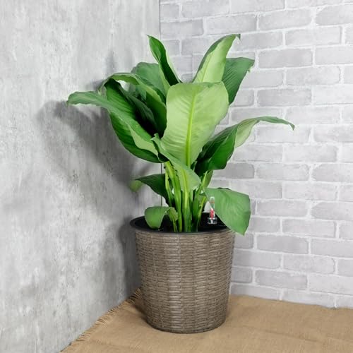 10.2" Self-watering Wicker Decor Planter for Indoor and Outdoor - Round - Grey