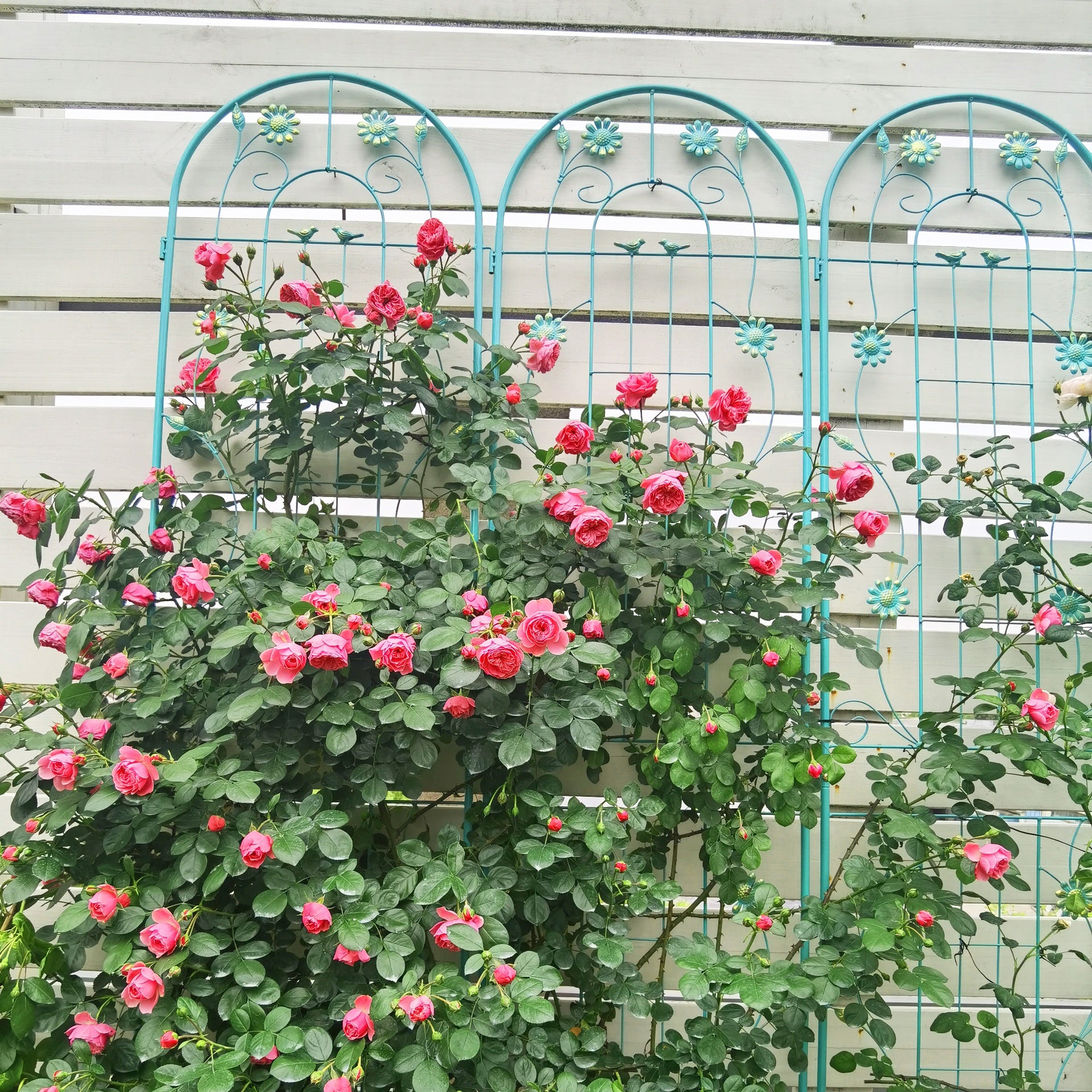 2 Pack Metal Garden Trellis 86.7" x 19.7" Rustproof Trellis for Climbing Plants Outdoor Flower Support Green