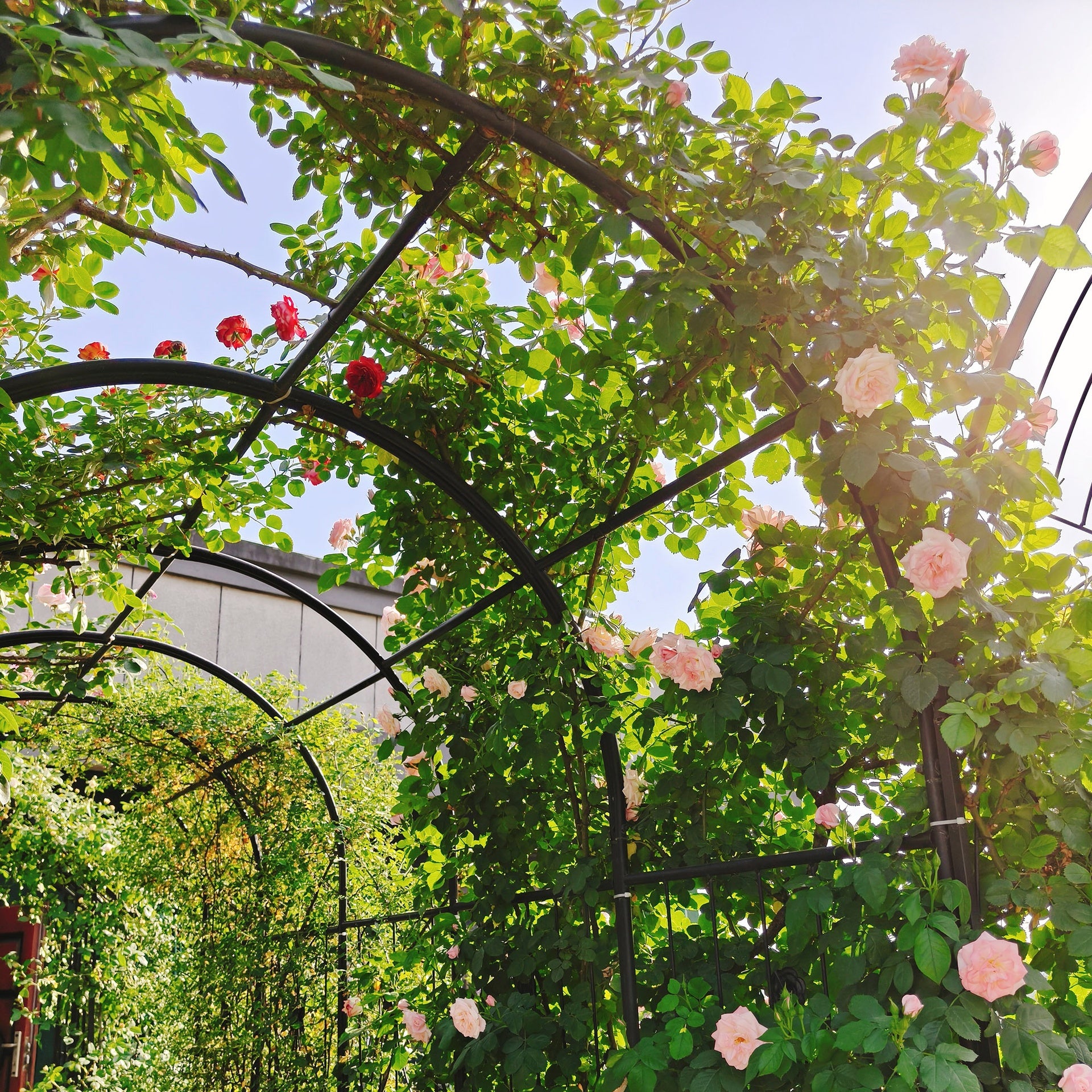 Metal Garden Arch with Gate 79.5'' Wide x 86.6'' High Climbing Plants Support Rose Arch Outdoor Black