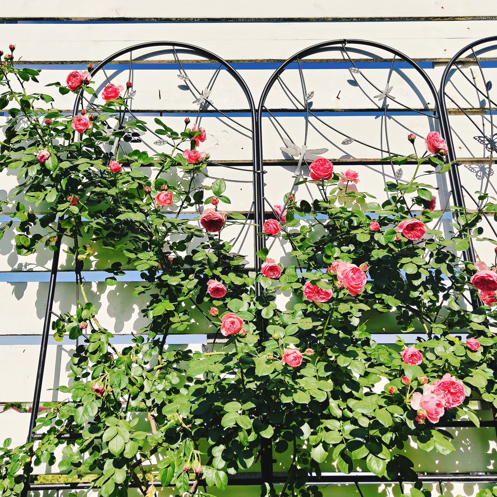 4 Pack Metal Garden Trellis 86.7" x 19.7" Rustproof Trellis for Climbing Plants Outdoor Flower Support Dragonfly Deco Black