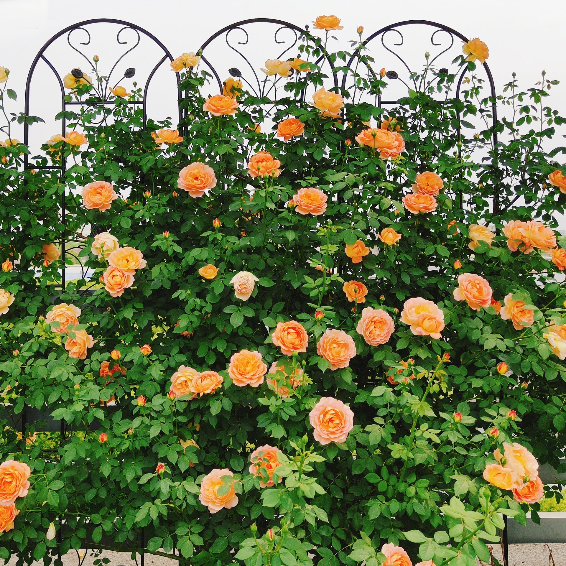 2 Pack Metal Garden Trellis 86.7" x 19.7" Rustproof Trellis for Climbing Plants Outdoor Flower Support Peacock Style Black