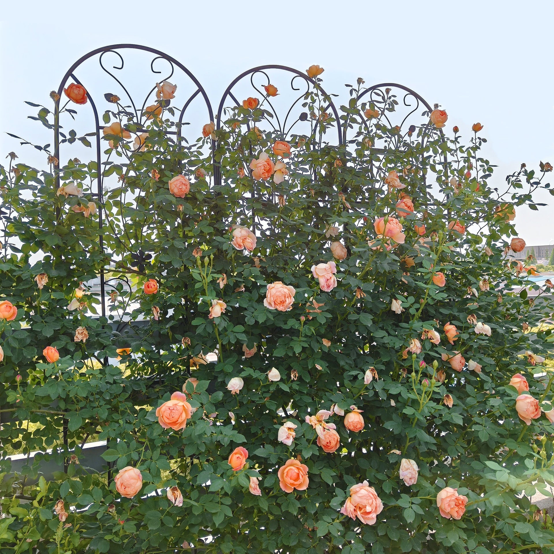 2 Pack Metal Garden Trellis 86.7" x 19.7" Rustproof Trellis for Climbing Plants Outdoor Flower Support Peacock Style Black