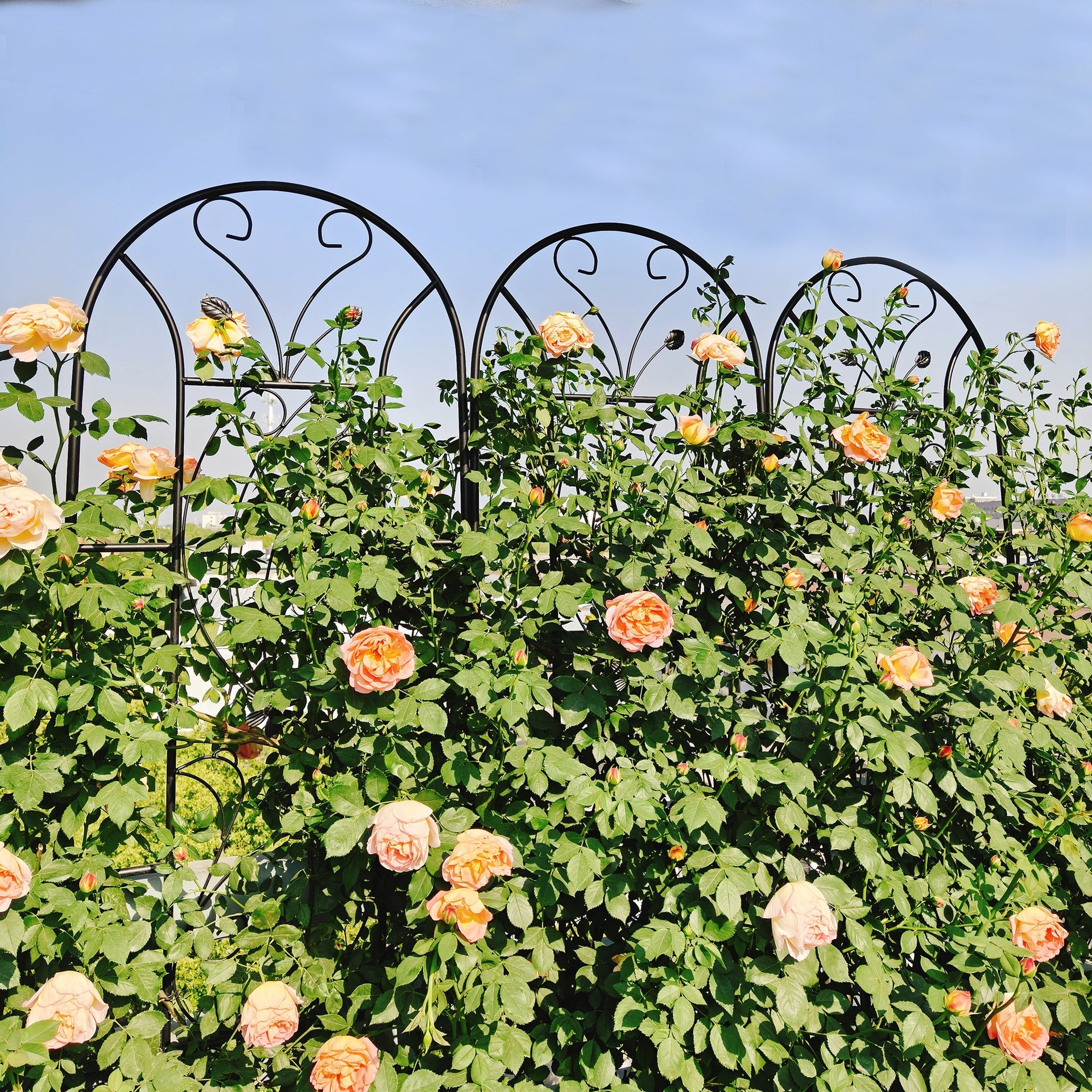 2 Pack Metal Garden Trellis 86.7" x 19.7" Rustproof Trellis for Climbing Plants Outdoor Flower Support Peacock Style Black