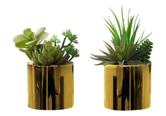 Artificial Plant, 7" Tall, Succulent, Indoor, Faux, Fake, Table, Greenery, Potted, Set Of 2, Decorative, Green Plants, Glossy Gold Pots