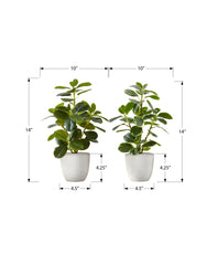 Artificial Plant, 14" Tall, Ficus, Indoor, Faux, Fake, Table, Greenery, Potted, Set Of 2, Decorative, Green Leaves, White Pots