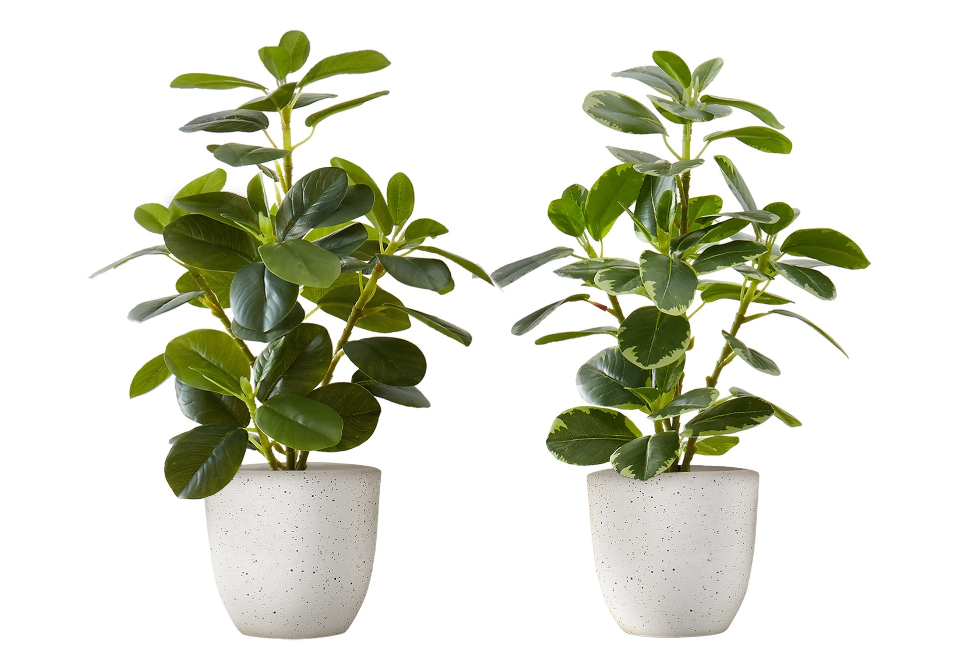 Artificial Plant, 14" Tall, Ficus, Indoor, Faux, Fake, Table, Greenery, Potted, Set Of 2, Decorative, Green Leaves, White Pots