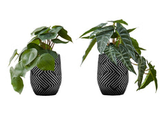 Artificial Plant, 8" Tall, Alocasia, Indoor, Faux, Fake, Table, Greenery, Potted, Set Of 2, Decorative, Green Leaves, Black Cement Pots
