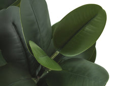 Artificial Plant, 31" Tall, Garcinia Tree, Indoor, Faux, Fake, Floor, Greenery, Potted, Real Touch, Decorative, Green Leaves, White Cement Pot