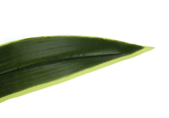 Artificial Plant, 47" Tall, Dracaena Tree, Indoor, Faux, Fake, Floor, Greenery, Potted, Real Touch, Decorative, Green Leaves, Black Pot