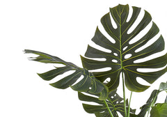 Artificial Plant, 55" Tall, Monstera Tree, Indoor, Faux, Fake, Floor, Greenery, Potted, Real Touch, Decorative, Green Leaves, Black Pot