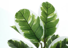 Artificial Plant, 27" Tall, Rubber, Indoor, Faux, Fake, Table, Greenery, Potted, Real Touch, Decorative, Green Leaves, Black Pot