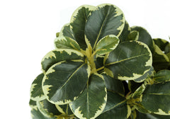 Artificial Plant, 14" Tall, Ficus, Indoor, Faux, Fake, Table, Greenery, Potted, Set Of 2, Decorative, Green Leaves, Black Pots