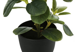 Artificial Plant, 14" Tall, Ficus, Indoor, Faux, Fake, Table, Greenery, Potted, Set Of 2, Decorative, Green Leaves, Black Pots