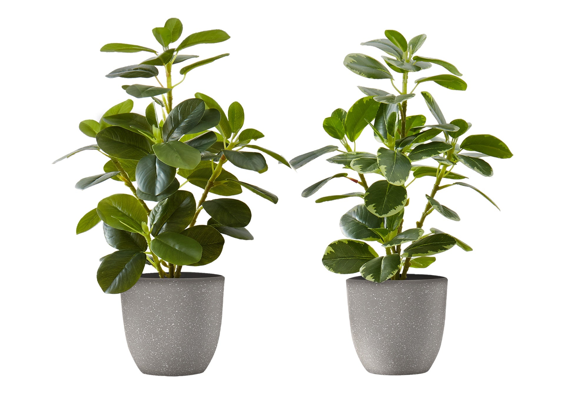 Artificial Plant, 14" Tall, Ficus, Indoor, Faux, Fake, Table, Greenery, Potted, Set Of 2, Decorative, Green Leaves, Grey Pots