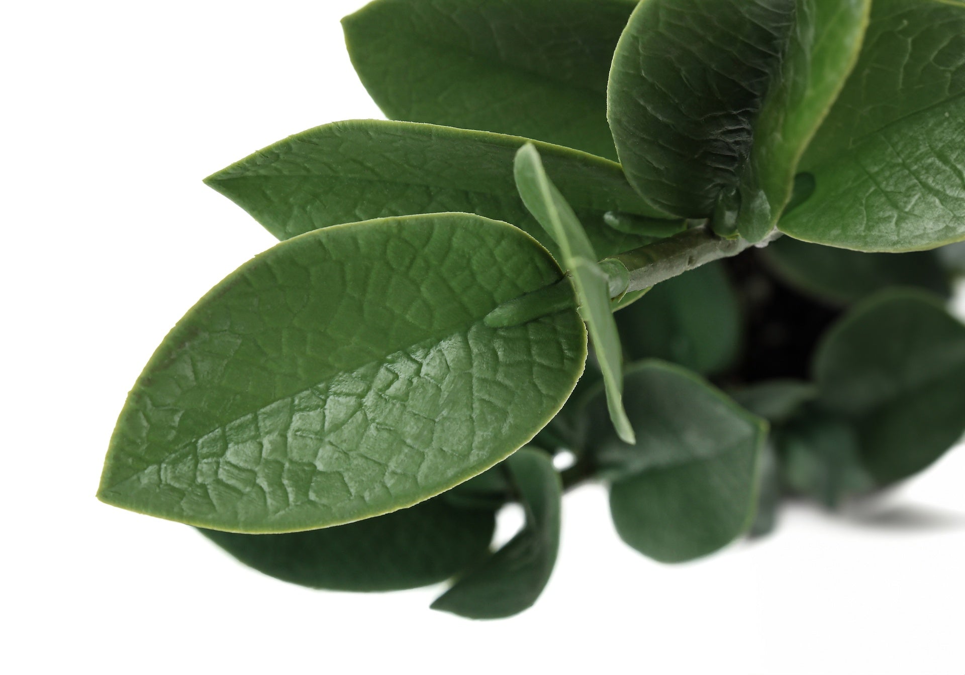 Artificial Plant, 20" Tall, Zz, Indoor, Faux, Fake, Table, Greenery, Potted, Real Touch, Decorative, Green Leaves, Grey Cement Pot