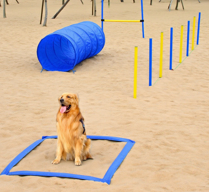 Backyard Competitive Dog Agility Training Kit Obstacle Course Equipment