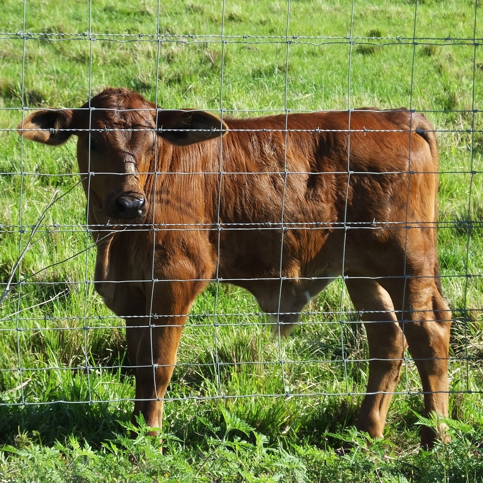 5x164 ft Advanced Weave Farm Enclosures Long-Lasting and Secure Galvanized Farm Fence