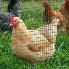 PawHut PVC Coated Steel Chicken Rabbit Mesh Fencing Wire Garden Galvanized Fence Border
