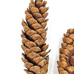 Set of 8, 23.5"  5Pcs/Bunch Strobus Pine Twig Stem