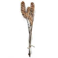 Set of 8, 23.5"  5Pcs/Bunch Strobus Pine Twig Stem