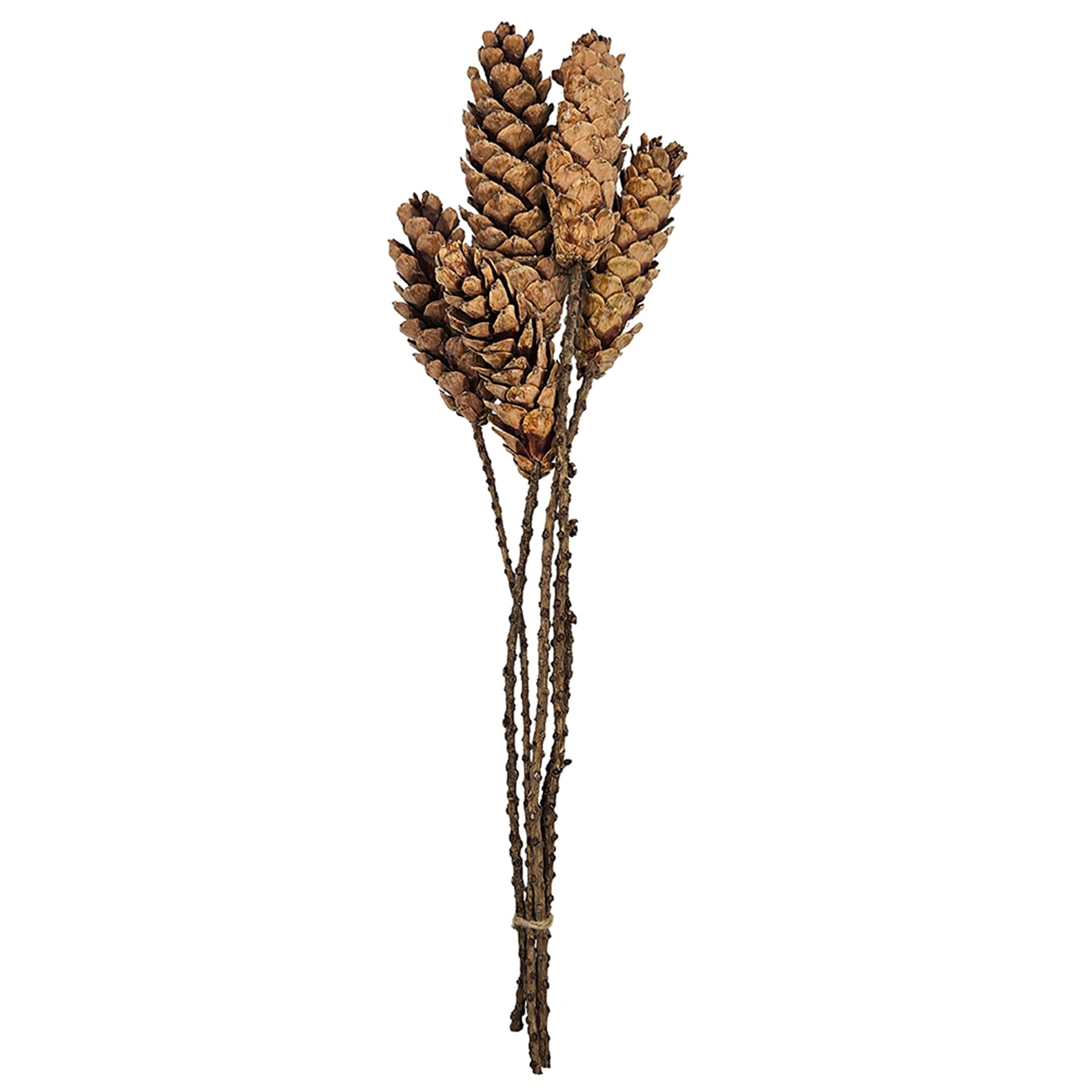 Set of 8, 23.5"  5Pcs/Bunch Strobus Pine Twig Stem