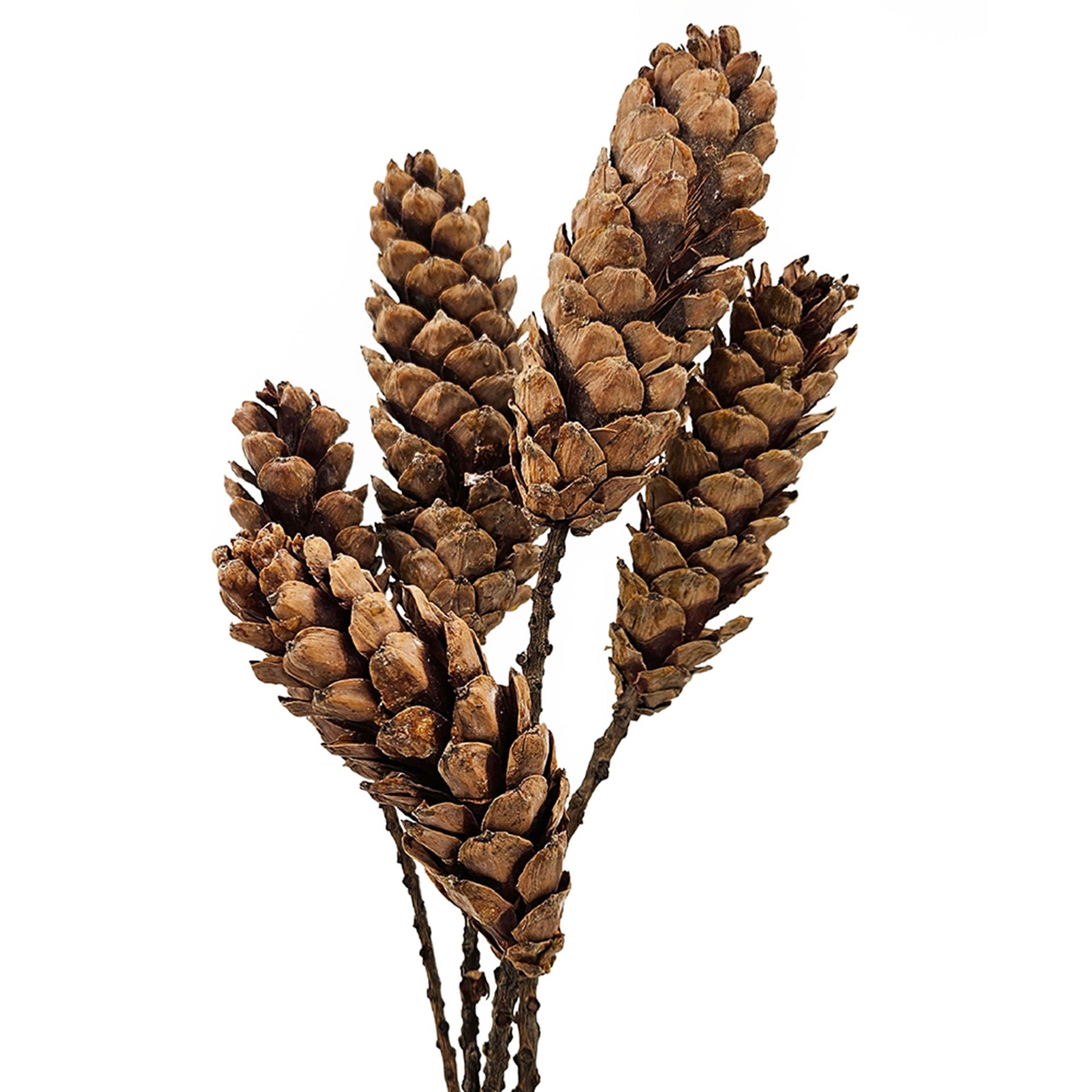 Set of 8, 23.5"  5Pcs/Bunch Strobus Pine Twig Stem
