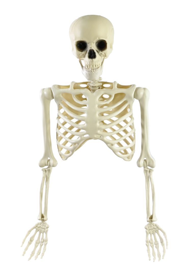 Halloween Half Skeleton Decoration 85cm with Moveable Parts